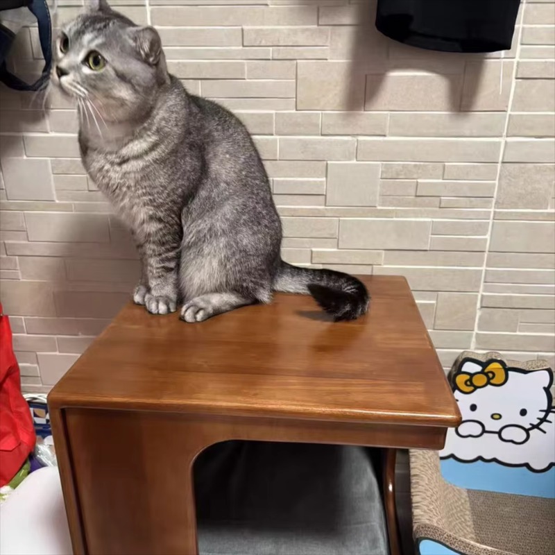 소형 실내 전나무 캐비닛, 고양이와 강아지를 위한 펫하 - Sustainable Living House 리뷰 및 가격